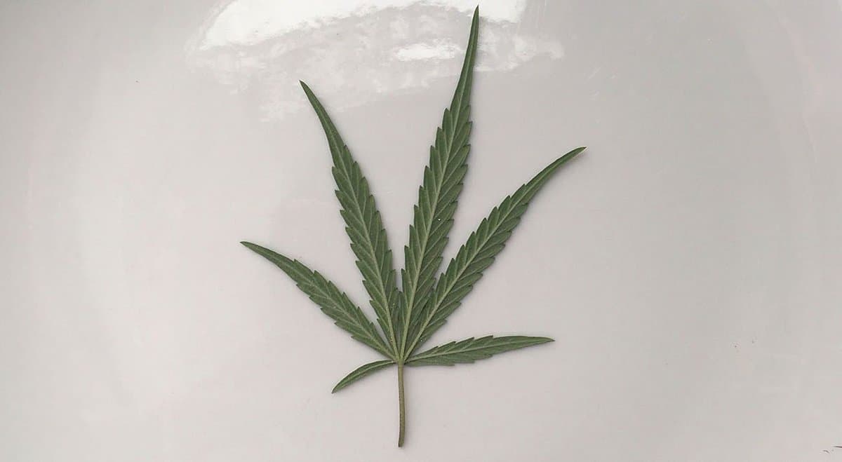 Country Women’s Association may push for medical cannabis products to be added to PBS