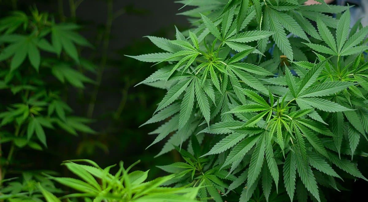 Cresco Pharma (ASX: CPH) signs deal that will launch the company into Switzerland's medical cannabis market