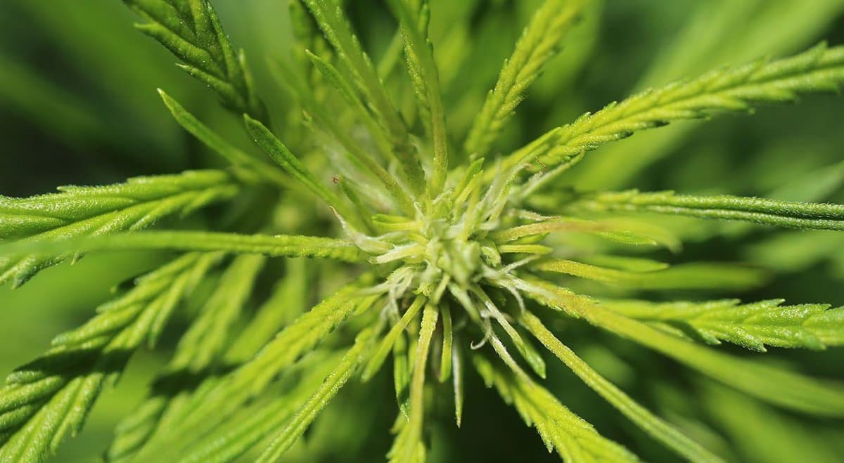 Creso Pharma prepares for cannabis revolution