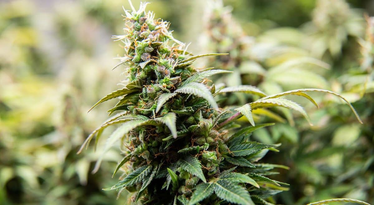 Data shows the majority of Kiwi’s who voted against cannabis legalisation are over 50