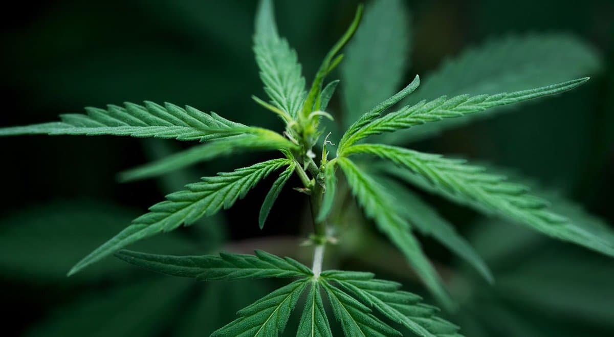 Debunking the 'cannabis harms teenagers' argument against cannabis legalisation