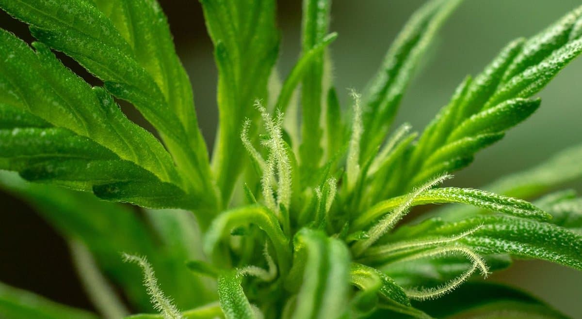 Elixinol Enters Australia’s Cannabis Market With PharmaCann Partnership