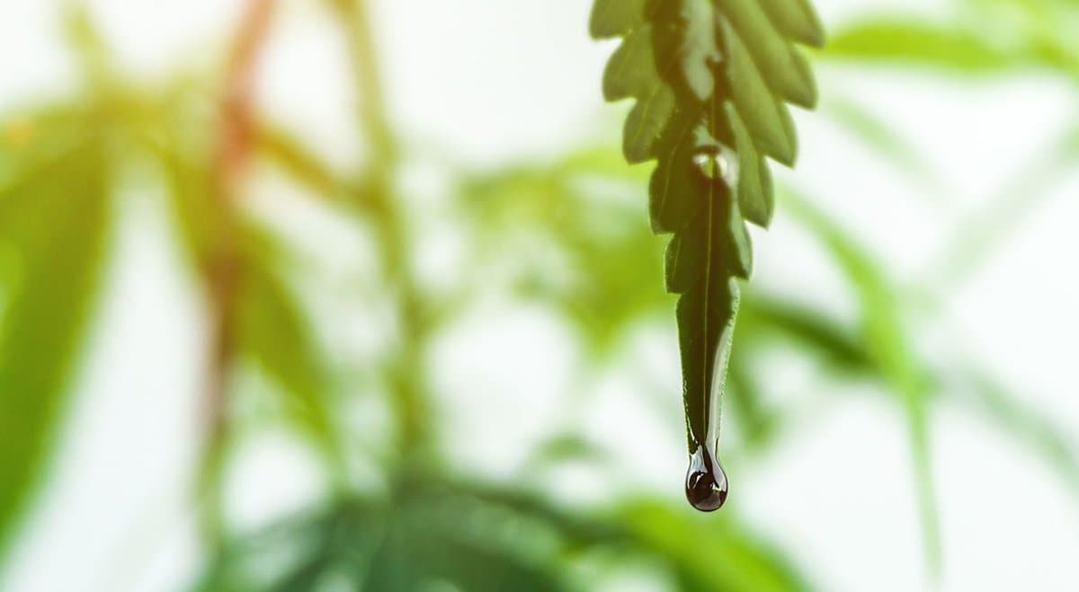 Elixinol Wellness (ASX: EXL)'s Hemp Foods Australia brand records revenue increase of 19% in Q2 FY21