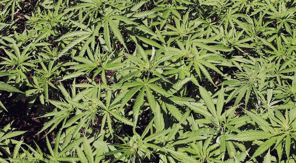 European countries fight for medical cannabis in an over saturated market