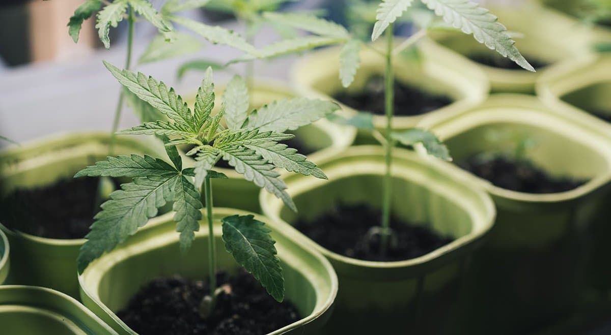 Extractas and Ensign grab global medical cannabis market in new partnership