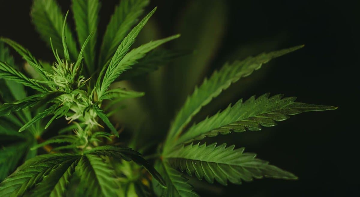 Family Council of Victoria says medical cannabis "should be declared a public health risk"