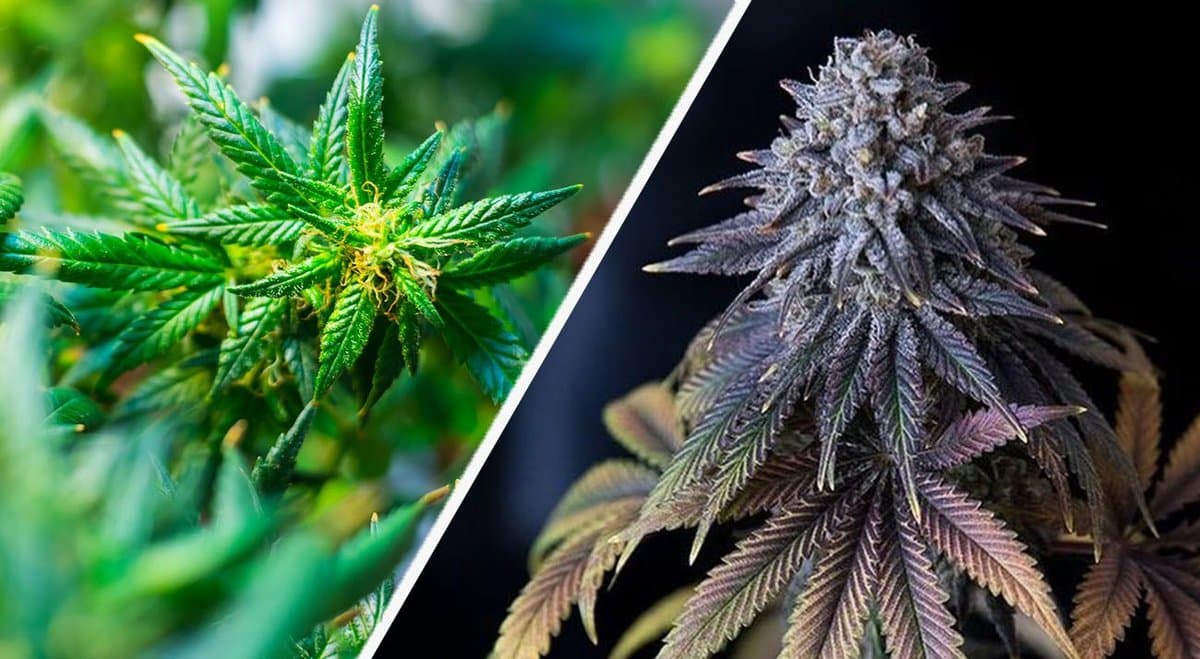 "Fine food, wine, and weed from our clean green environment" SA Greens bid for legalisation