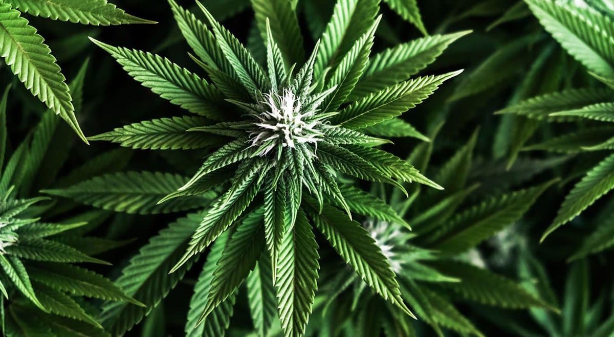 Former New Zealand Prime Minister criticizes Medical Association for misleading stance on cannabis