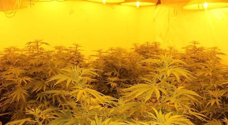 Four Illegal ACT Grow Houses Uncovered