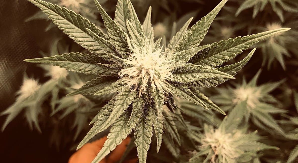France prepares to begin free medical cannabis study