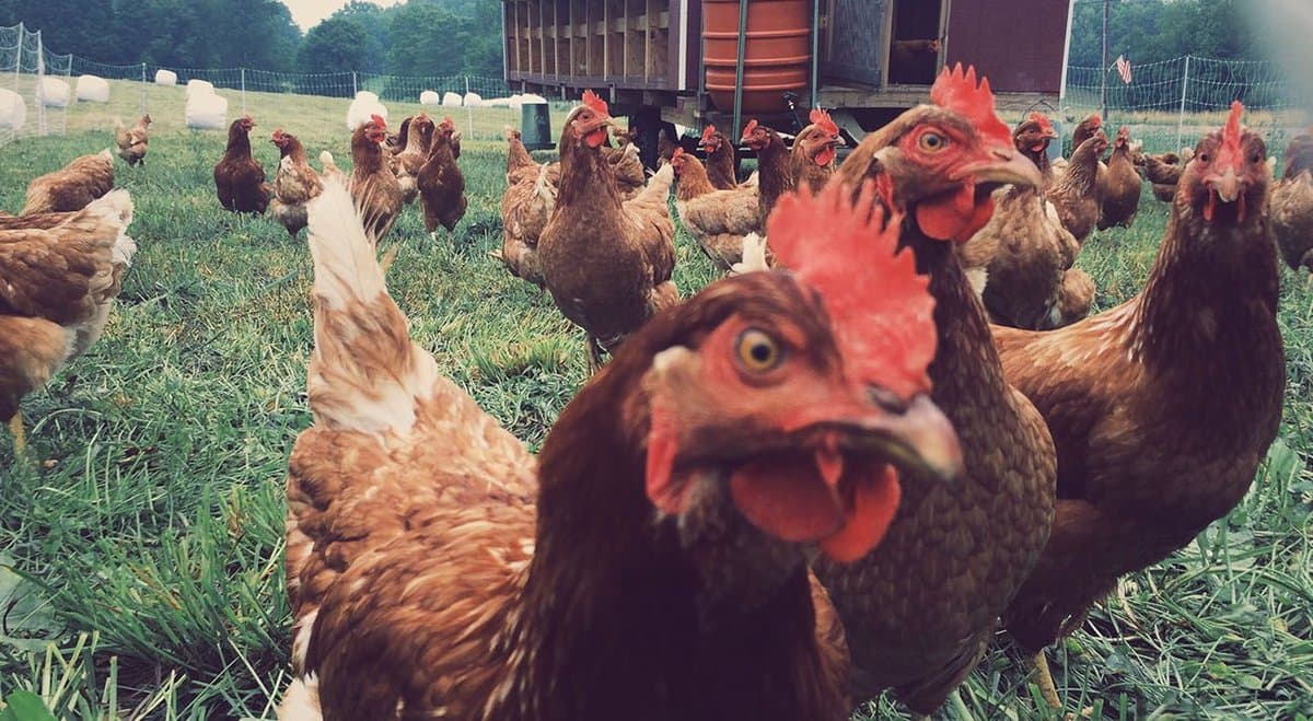 From chicken to cannabis: Aussie farmers get creative