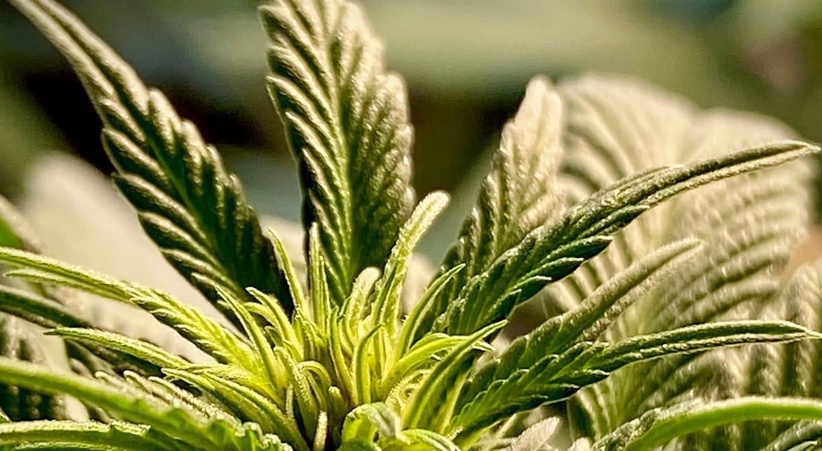 Global cannabis leader Pure Sunfarms to sell medical cannabis in Australia through brand Kind Medical