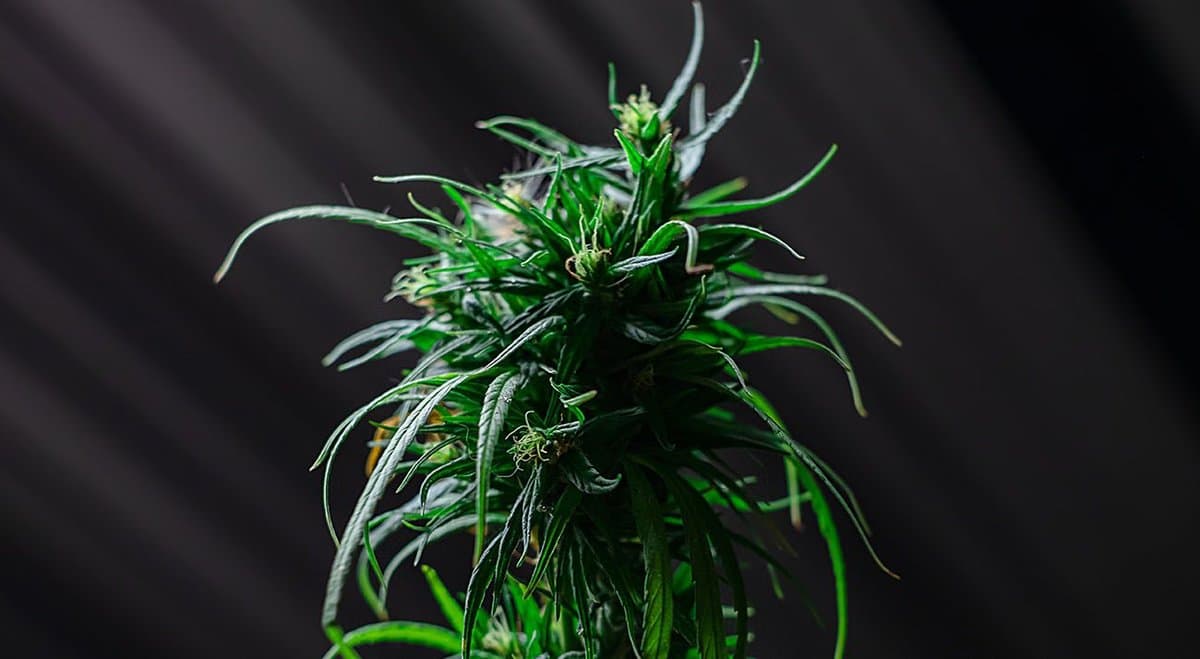 Government report reveals ACT had the highest increase in cannabis seizures