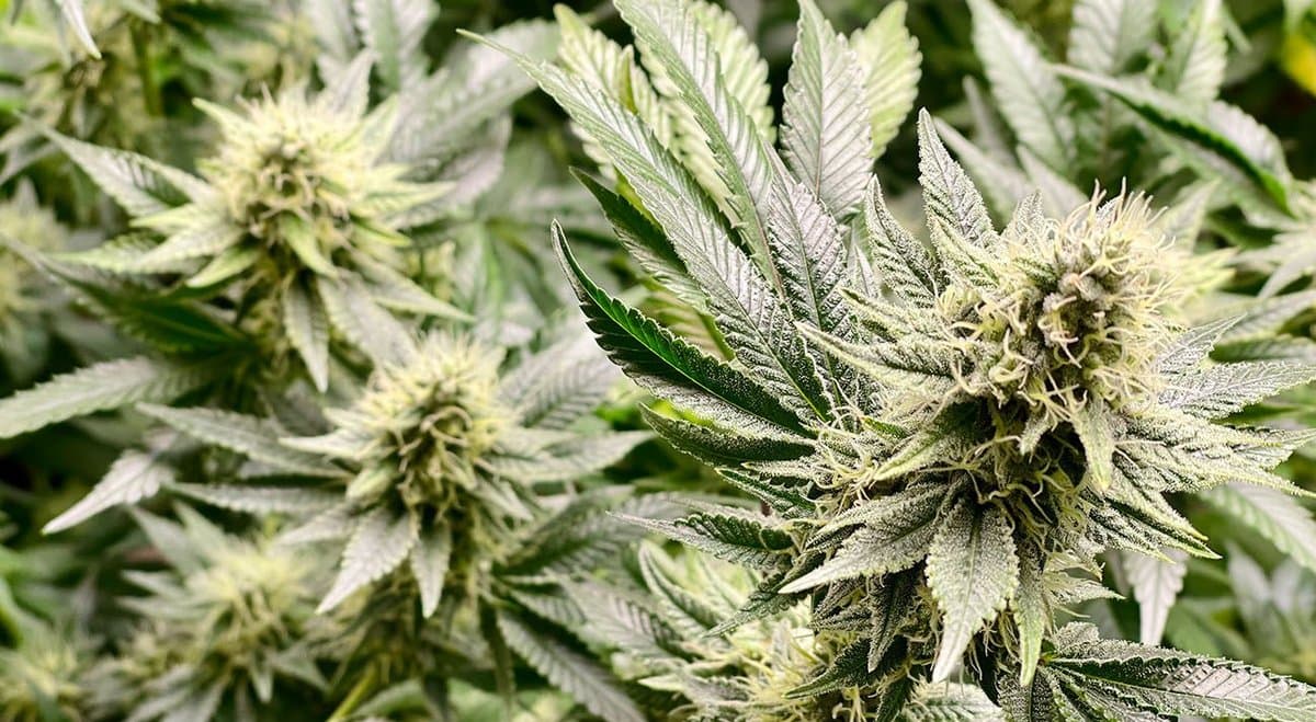 Government study reveals COVID-19's impact on cannabis use in Australia
