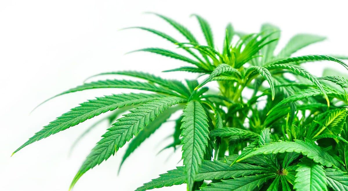 Greens call Tasmania’s cannabis program "compassionless medical cannabis failure"