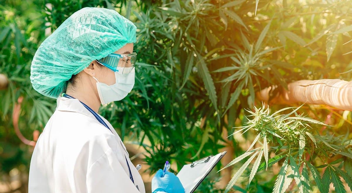 Groundbreaking UK study will treat brain tumours with medical cannabis and chemotherapy combination