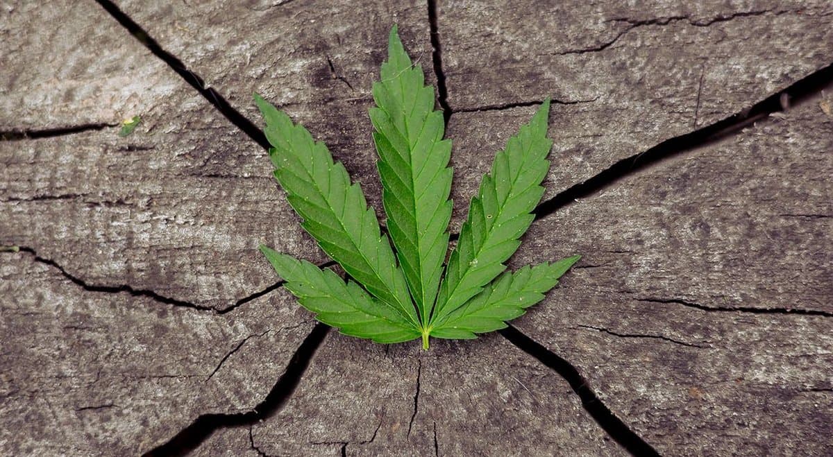 Hemp farmers believe industrial hemp is no longer a niche industry