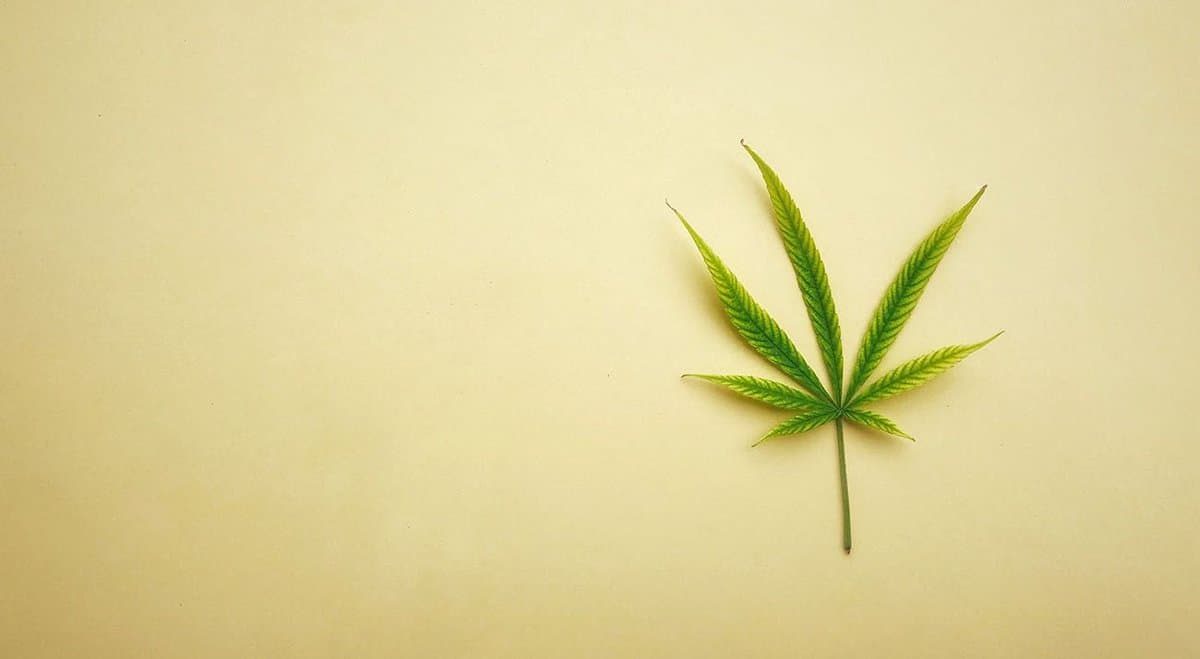Hemp seed research receives $500k+ in funding from Australian Research Council