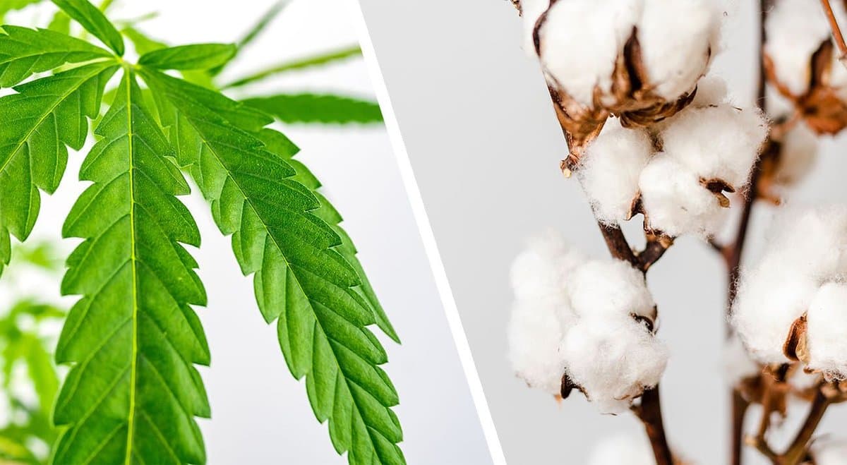 Hemp v Cotton for clothing: which is better?