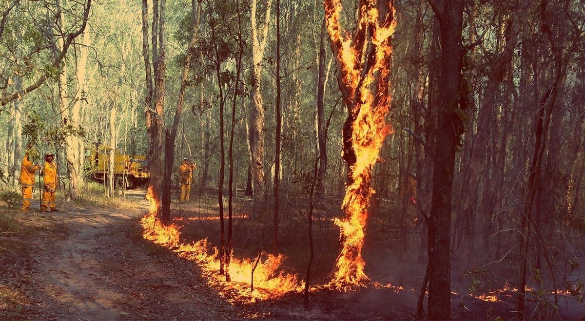 How cannabis could save Australian homes from bushfires