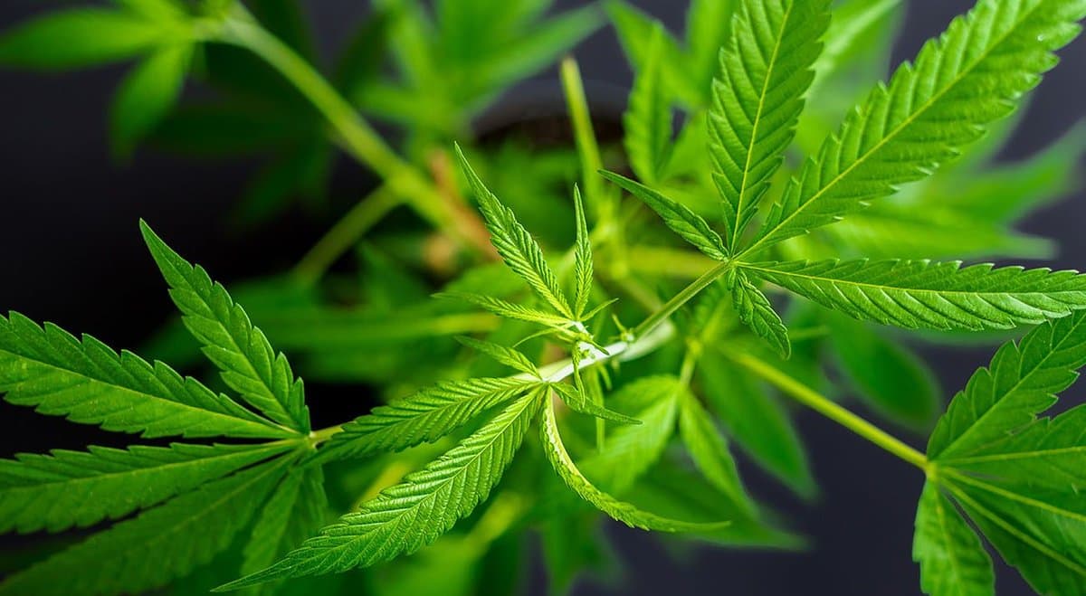 How this New Zealander convinced his Mum to vote 'Yes' in the upcoming cannabis referendum