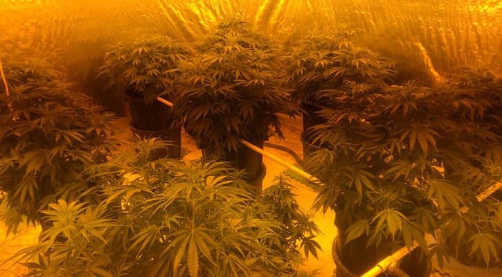 Illegal Growhouses Still Operation in ACT