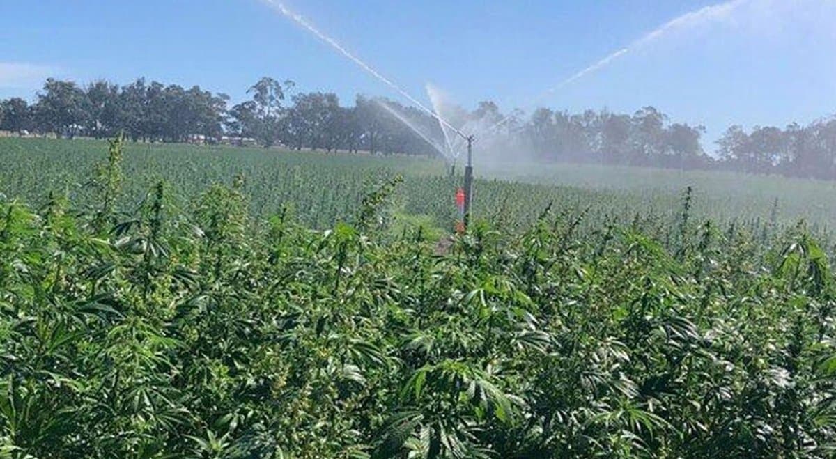 Interested in growing hemp in WA? Attend a hemp farm field day in February