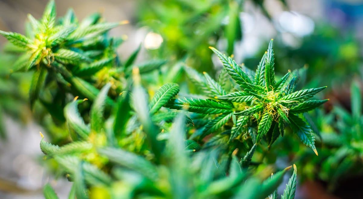 Is CBD or THC better for depression? New study says it's CBD