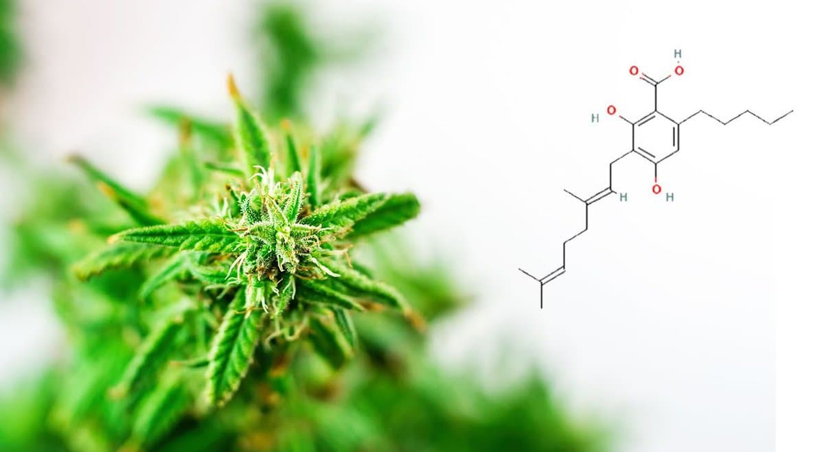 Is CBGA more effective than CBD? A new study says "maybe"