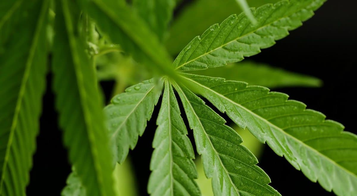 Is Industrial Hemp The Solution To Australia’s Clothing Problem?