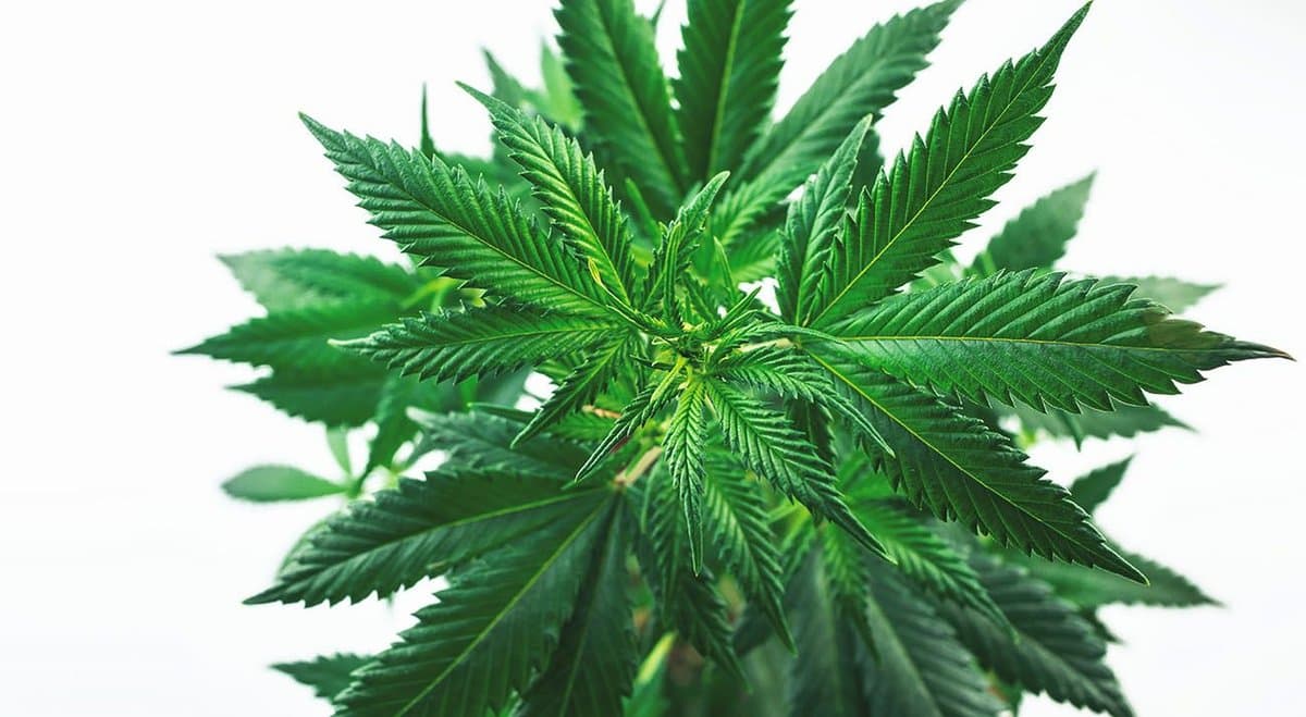 Italian study confirms Australia's cannabis driving laws are rubbish