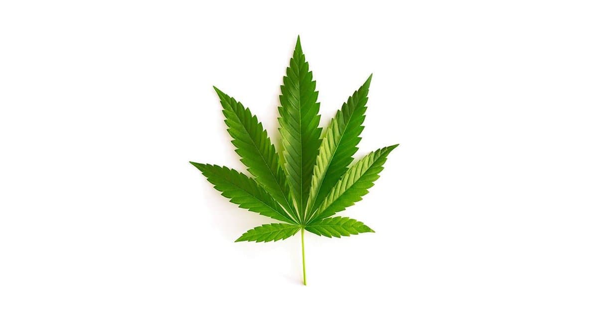 Latest New Zealand polls show cannabis referendum too close to call