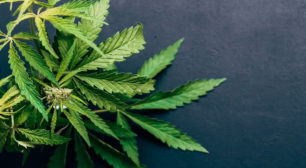 7 reasons Australia should legalise recreational cannabis