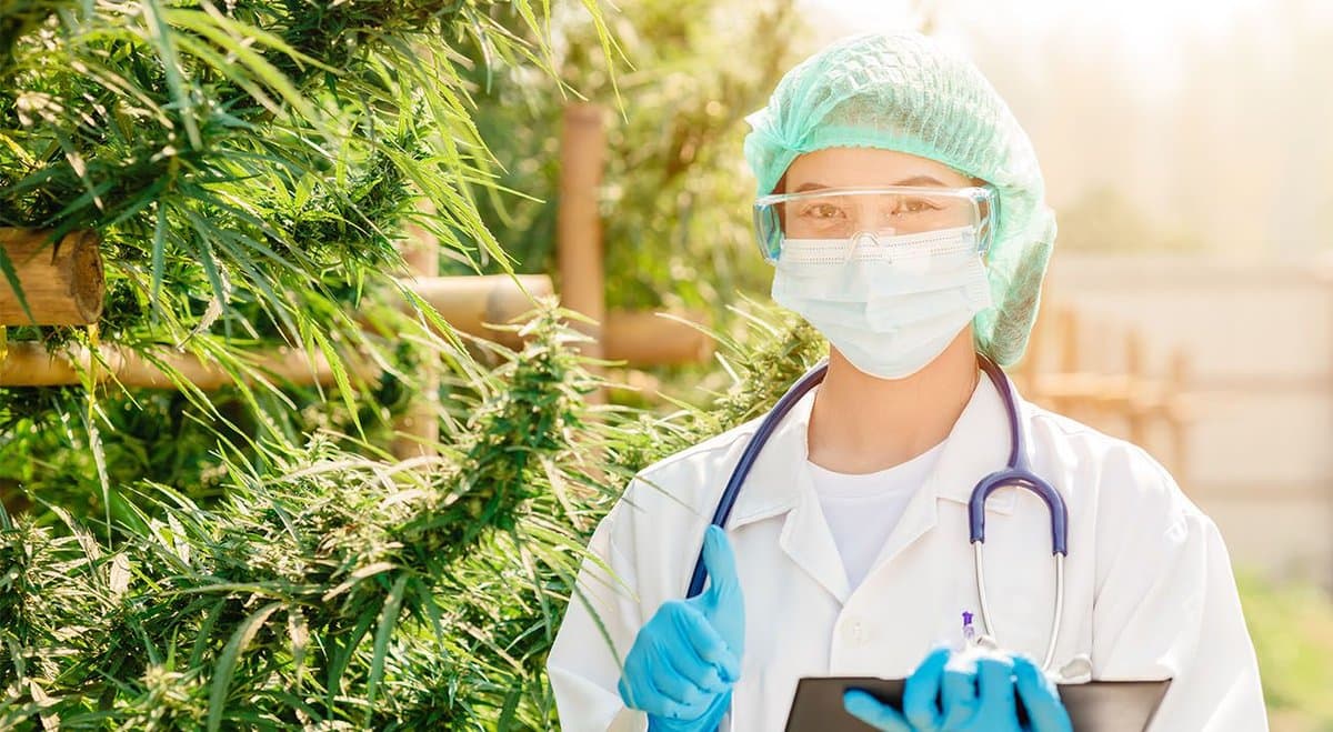 Mater to launch medical cannabis and advanced cancer trial in Queensland
