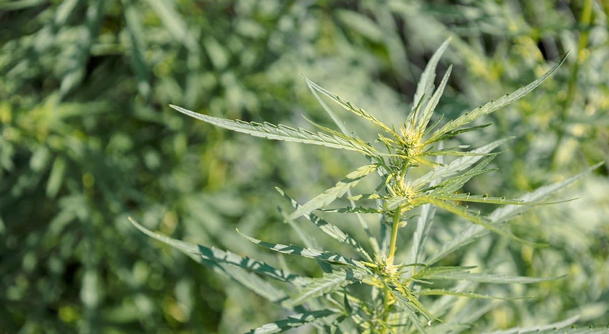 Medibis raises $620K in crowding campaign for new medical cannabis facility