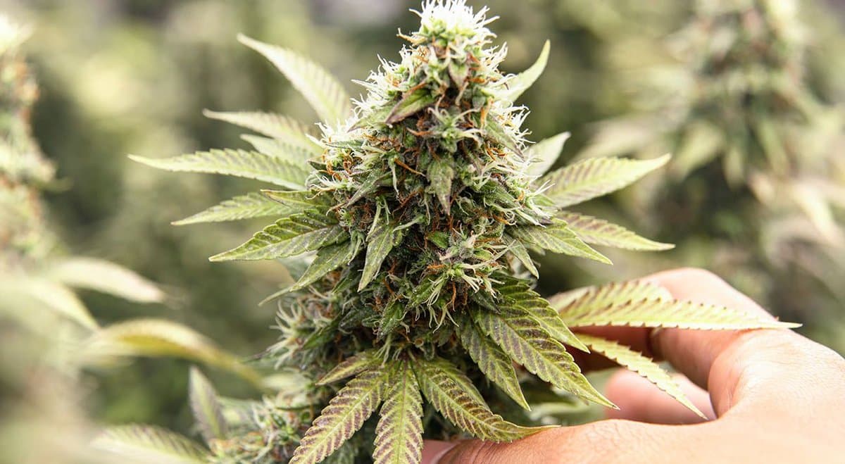 Medical cannabis companies Cronos Australia (ASX: CAU) and CDA Health to merge