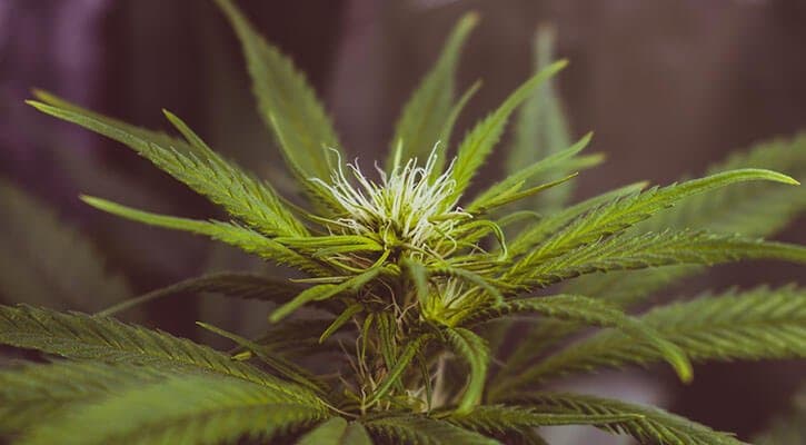 Medicinal cannabis products increase by 500% in 18 months