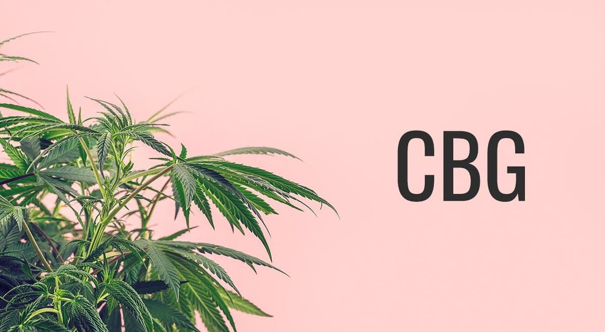 Meet CBG - A Cannabinoid That Is All Buzz And No High