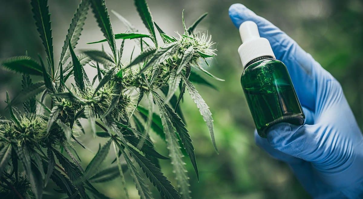 Melbourne council wants to lower rates by selling cannabis