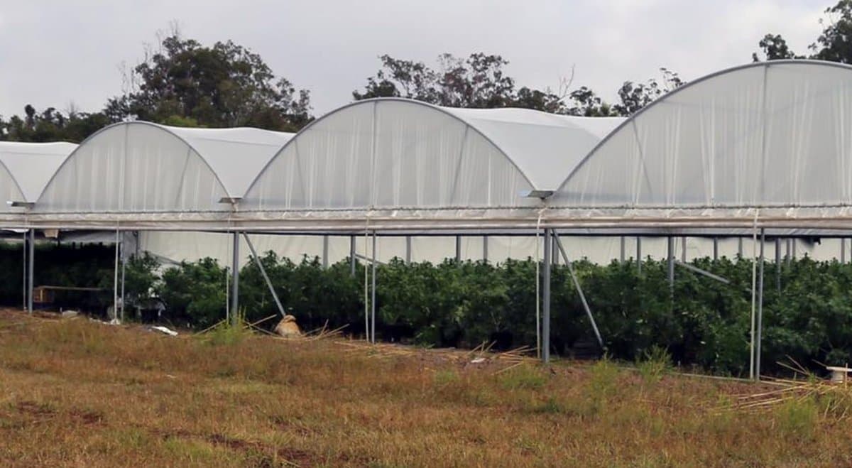 Men accused of cultivating over $17 million in cannabis dispute case in court