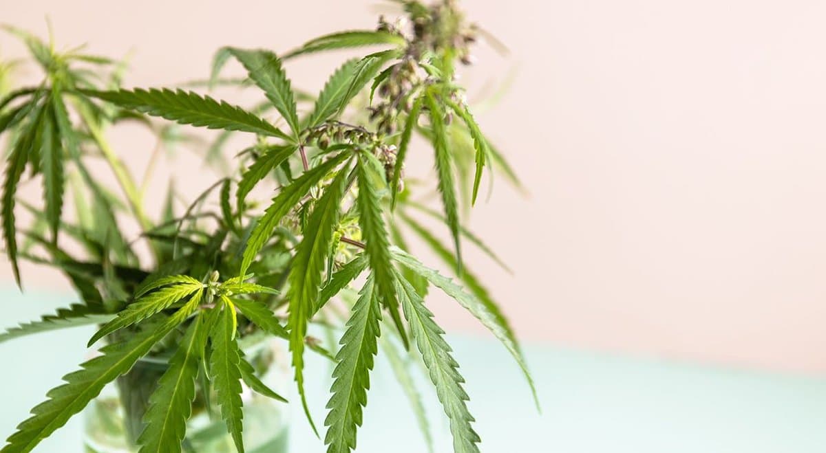 MGC Pharma (ASX: MXC) jumps 43% on the back of a $24 million supply deal with US company
