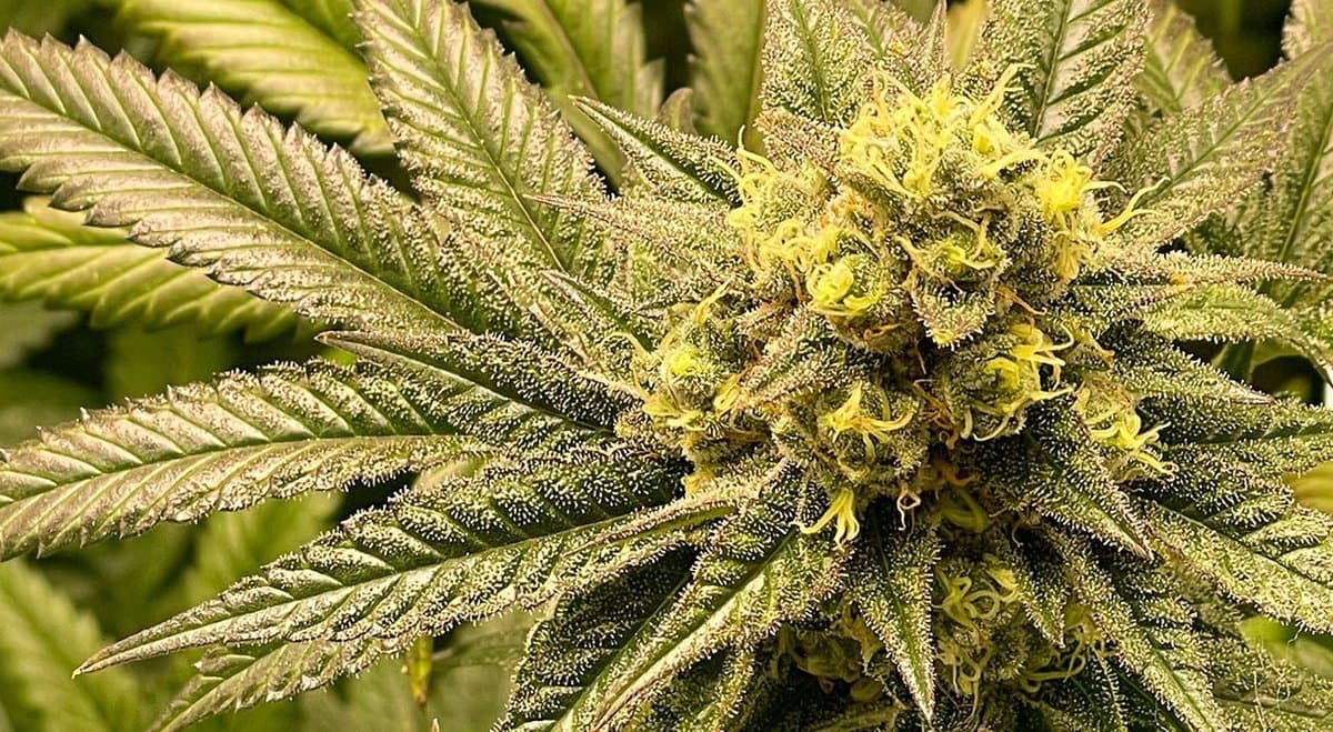 Neurotech International (ASX: NTI) finds cannabis strain can improve the efficacy of Prednisone