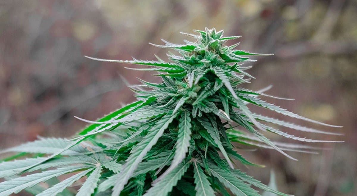 New bill seeks to reduce "regulatory burden" on Australia's medical cannabis industry