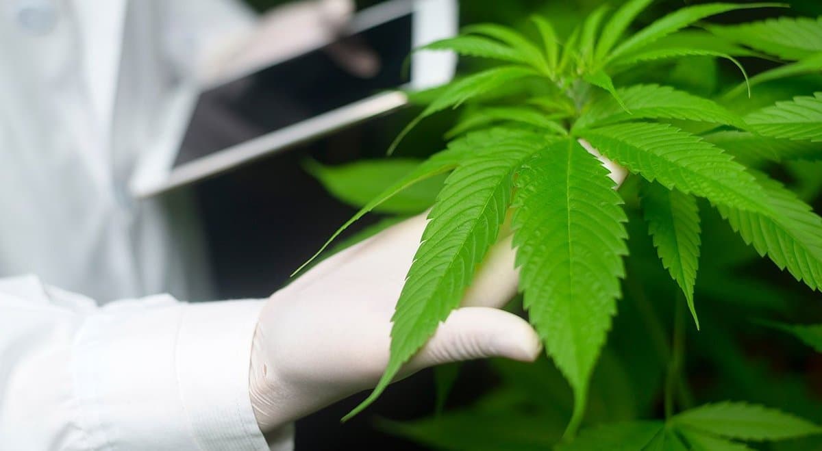 New Ecofibre (ASX: EOF) study successfully treats gynaecological diseases with CBD