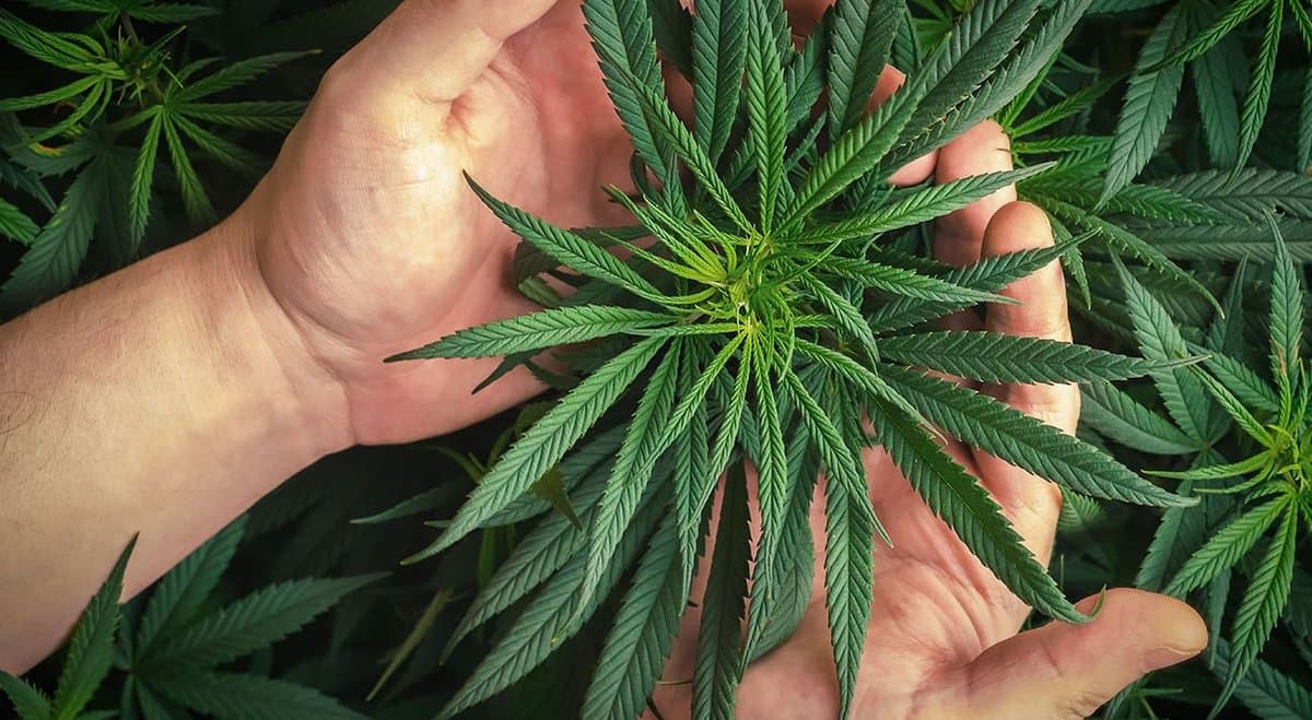 New petition demands cannabis reform in Queensland