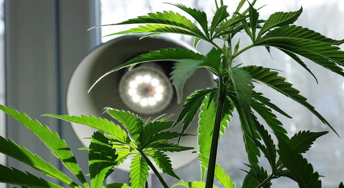 New research on cannabis shines a critical light on Australia’s cannabis driving laws