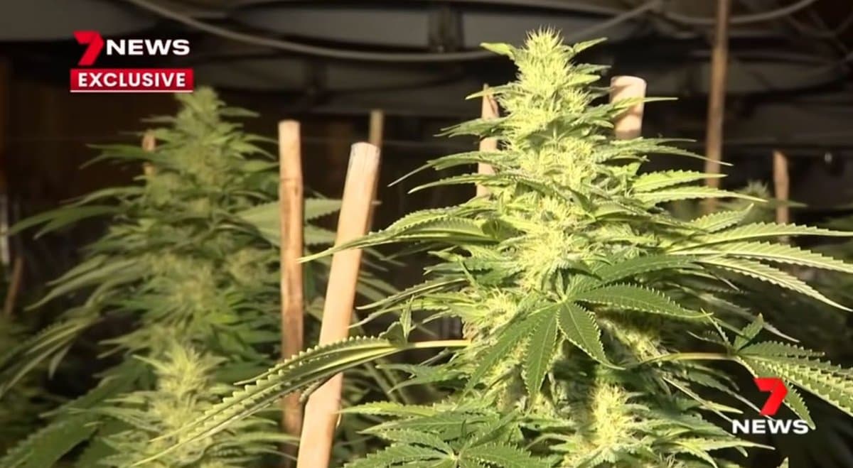 New South Wales police seize $3 million in cannabis from Bankstown warehouse