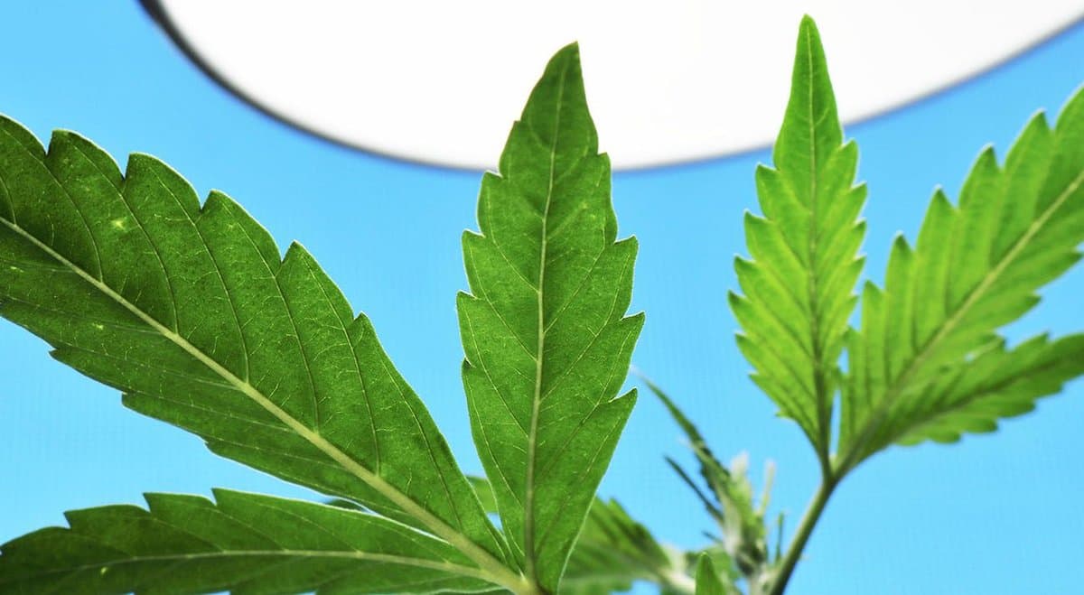 New study finds whole-plant cannabis can reduce seizures in children by 86%