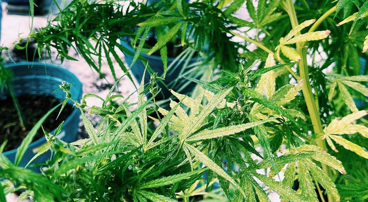 New Zealand-based cannabis producer Greenfern reaches partnership agreement with Cannvalate