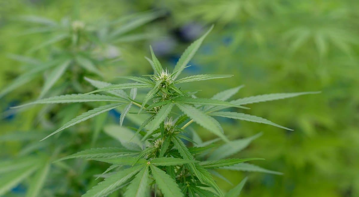 New Zealand parents credit CBD oil with daughters leukaemia recovery